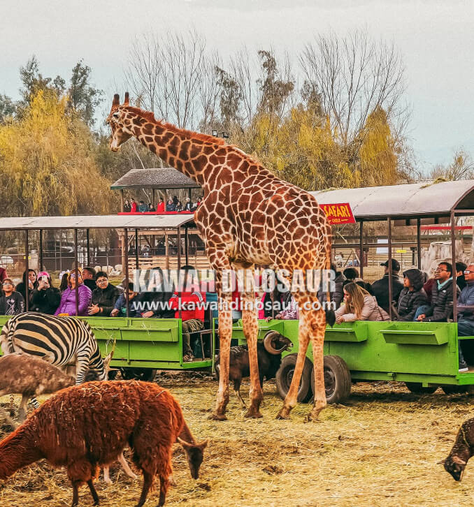 3 Parque Safari Park Chile