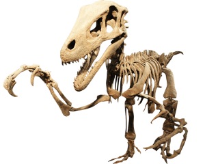 https://www.kawahdinosaur.com/dinosaurier-skeleton-replicas/