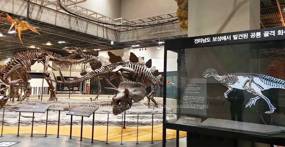 Mize Kalite Dinozò Skelèt Fosil Repiblik Kore di (5)