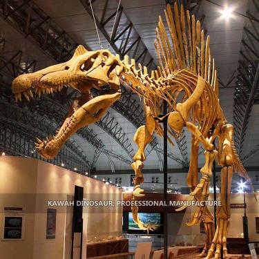 Kawah Dinosaur Skeleton