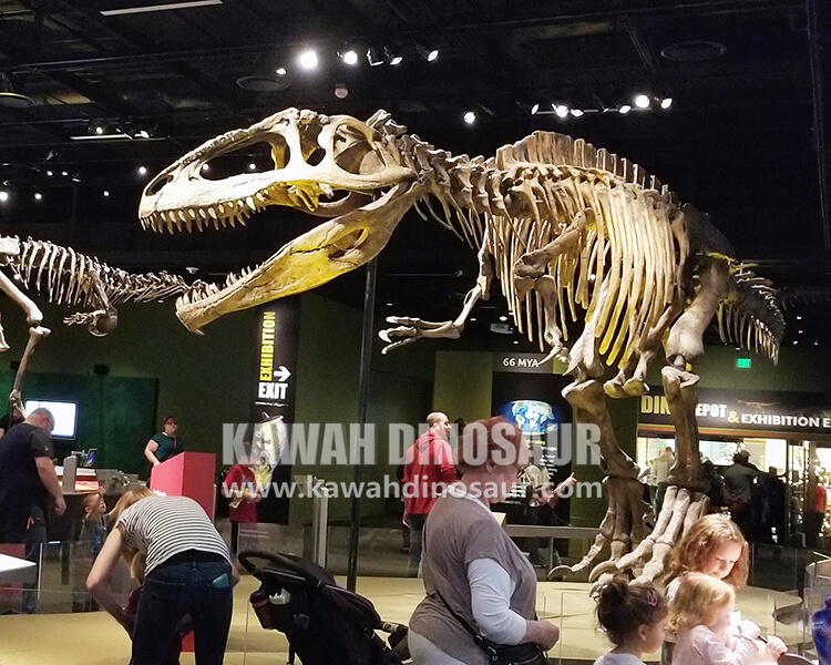 1 yra Tyrannosaurus Rex skeletas, matomas muziejuje tikras ar netikras