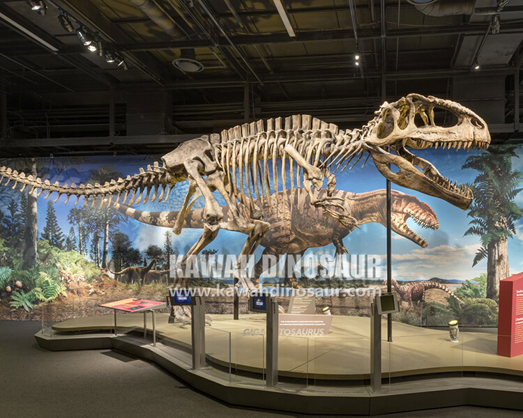 2 adalah kerangka Tyrannosaurus Rex yang terlihat di museum nyata atau palsu