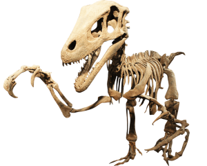 https://www.kawahdinosaur.com/dinosaur-skeleton-replicas/
