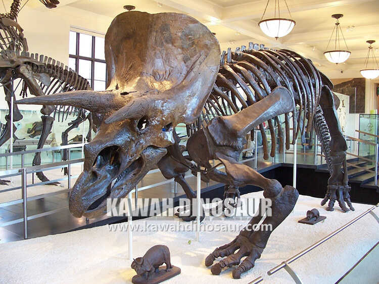 5 Do you know these secrets about Triceratops