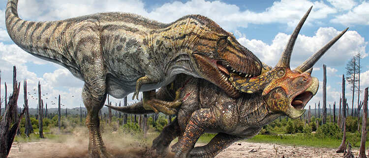 6 Do you know these secrets about Triceratops