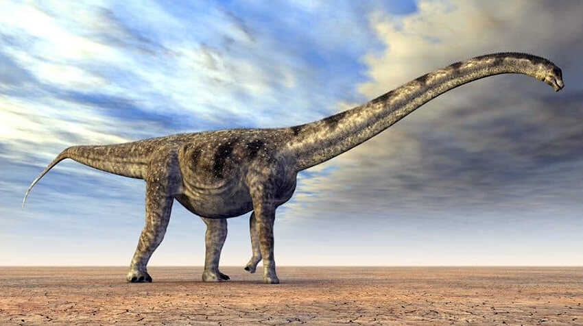 6 Seismosaurus