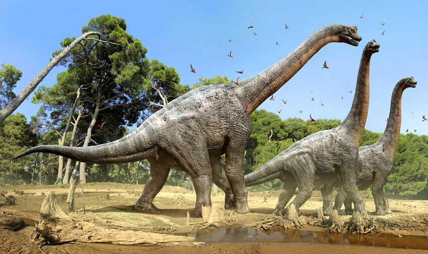 8 Brachiosaurus