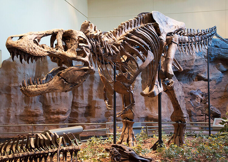 What is Dinosaur Skeleton Replicas