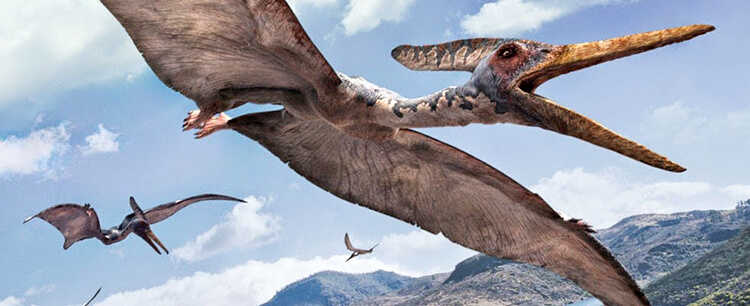 kawah dinosaur Pterosauria