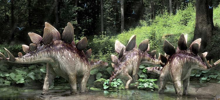 kawah ဒိုင်နိုဆော Stegosaurus