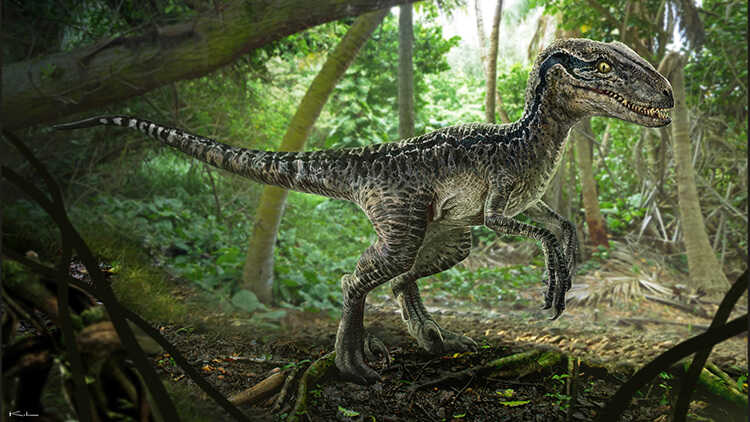 Velociraptor dinosaure kawah